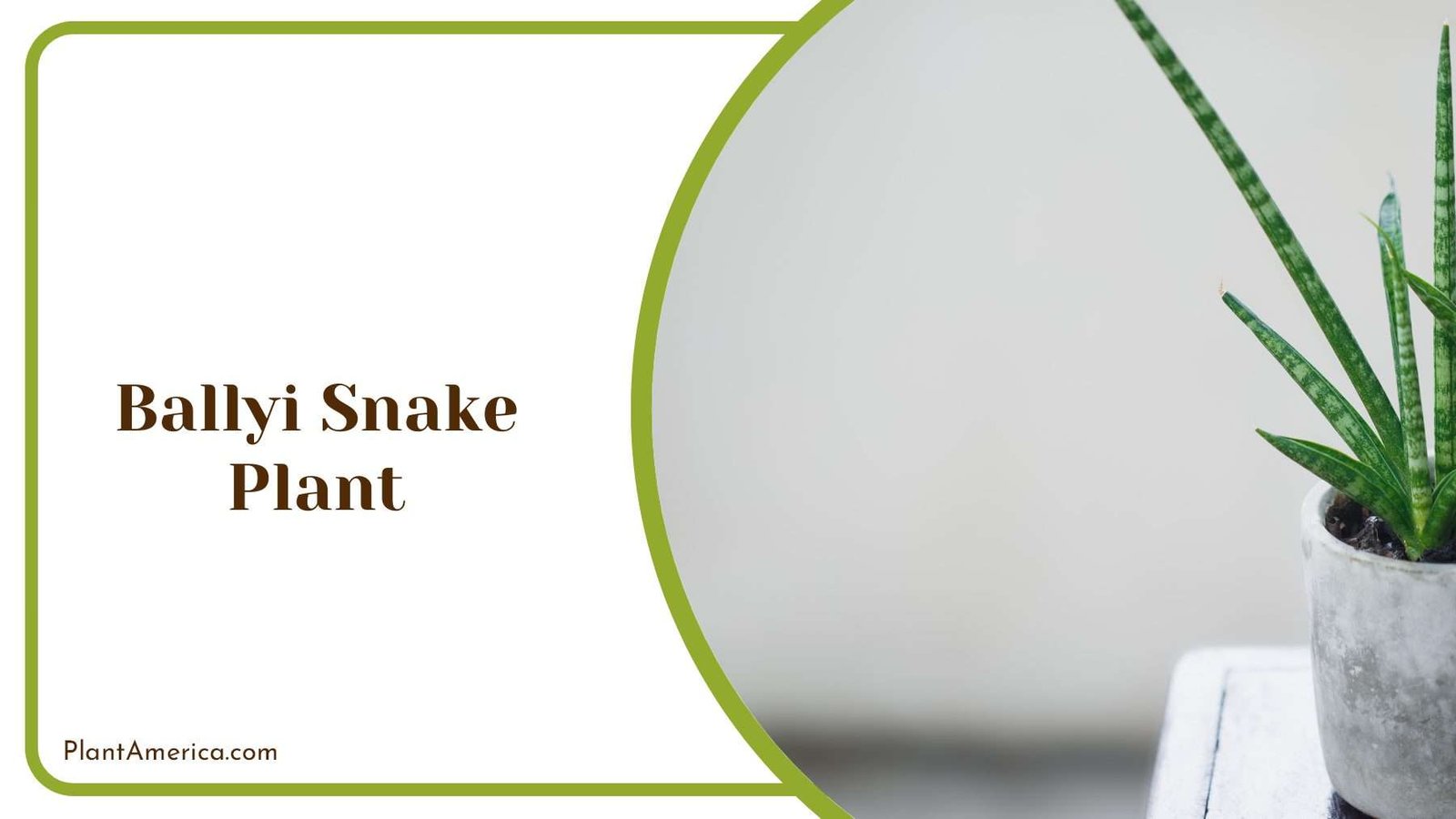 Colourful Ballyi Snake Plant PlantAmerica