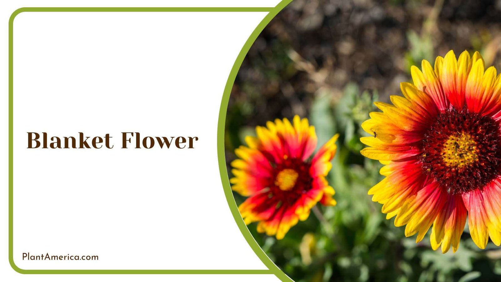 Colourful Blanket Flower Plant America Colourful Blanket Flower Plant America