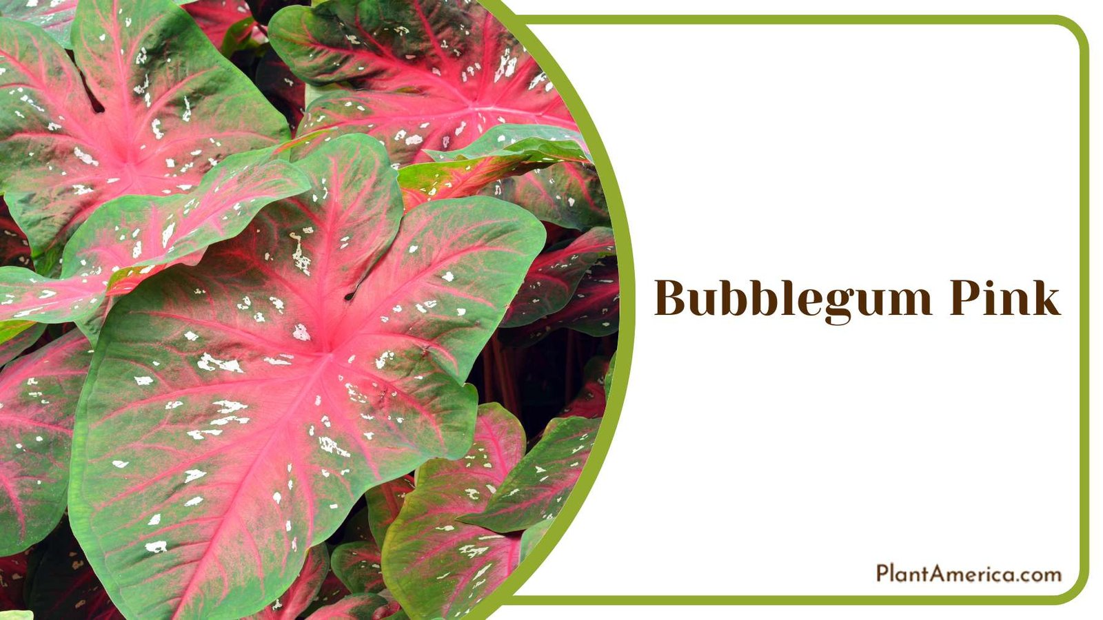 Colourful Bubblegum Pink Plant America