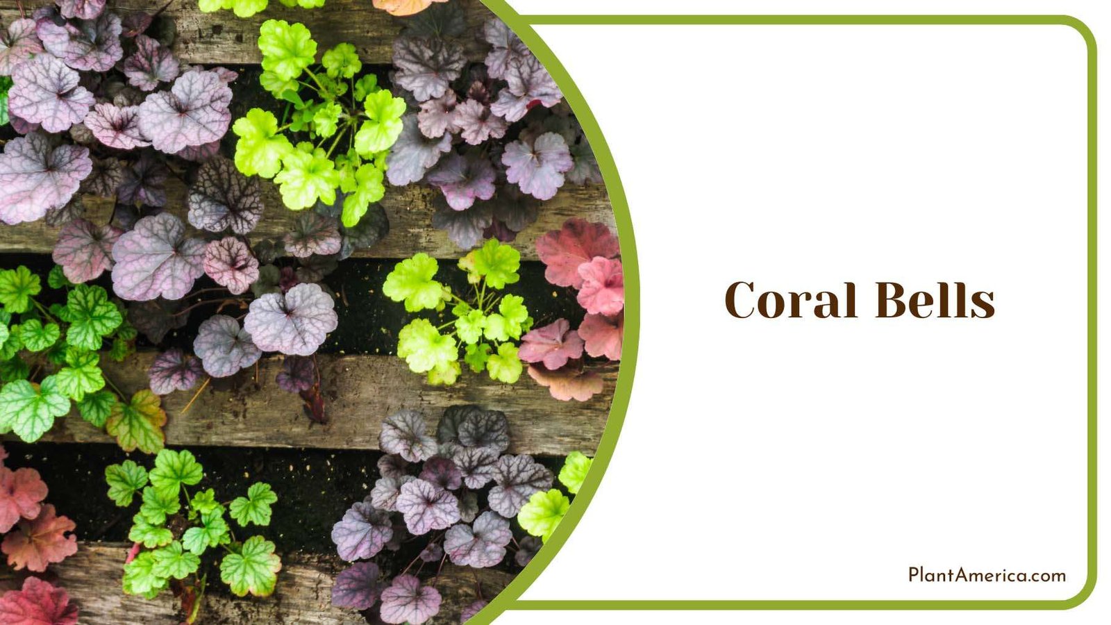 Colourful Coral Bells Plant America
