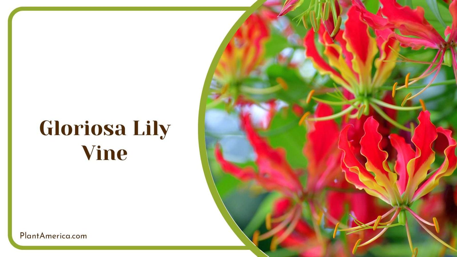 Colourful Gloriosa Lily Vine PlantAmerica