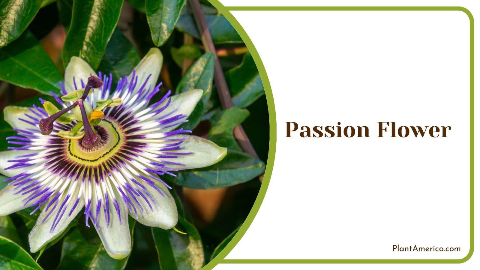 Colourful Passion Flower Plant America