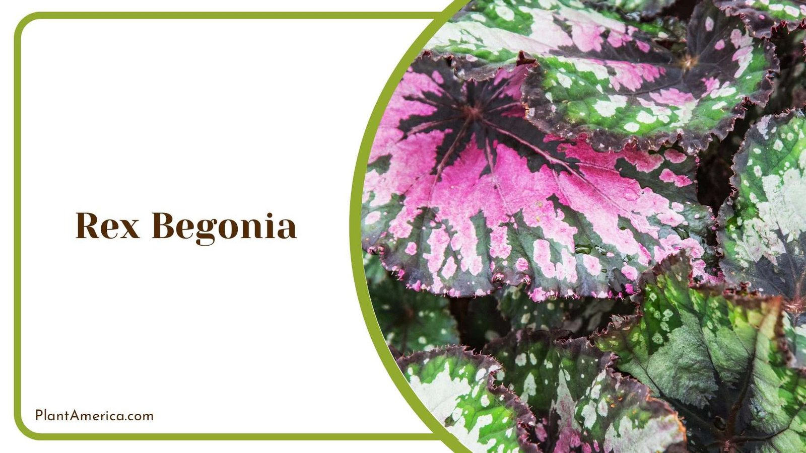 Colourful Rex Begonia Plant America
