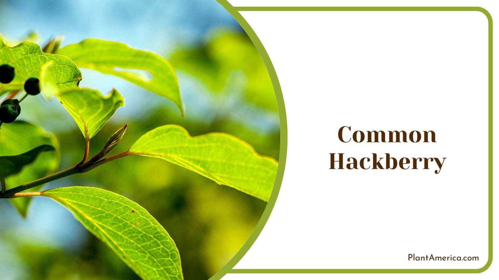 Common Hackberry Branch Plant America