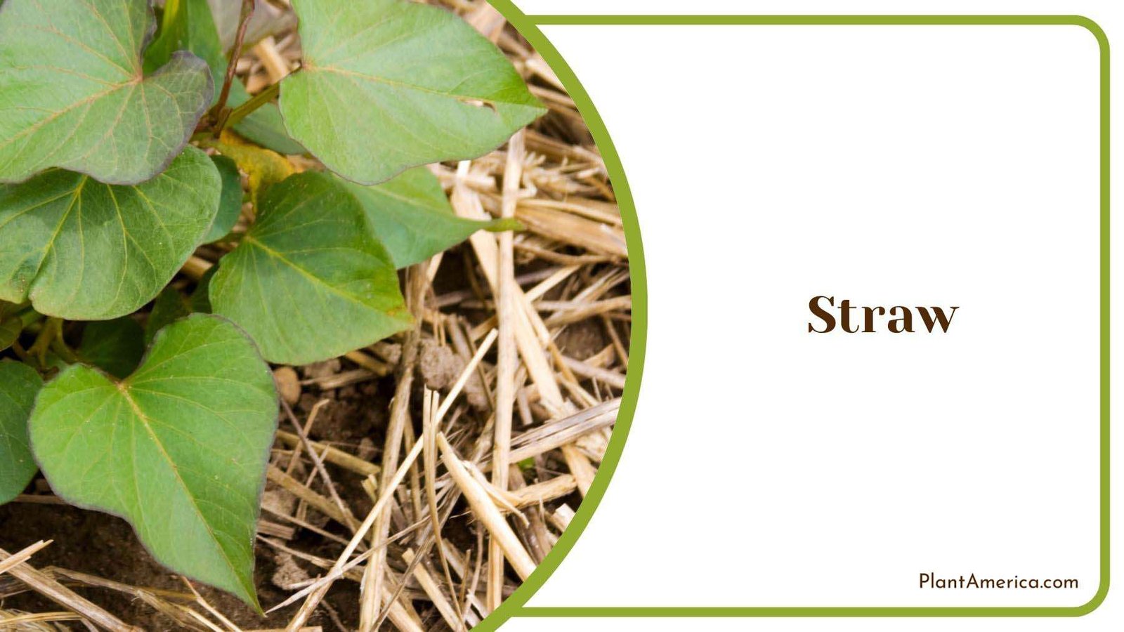 Common Pests in Straw Mulch Plant America
