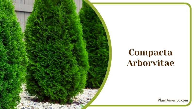 Compacta Arborvitae Decor Plant America