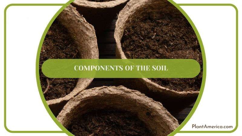 Components of Potting Soil Plant America