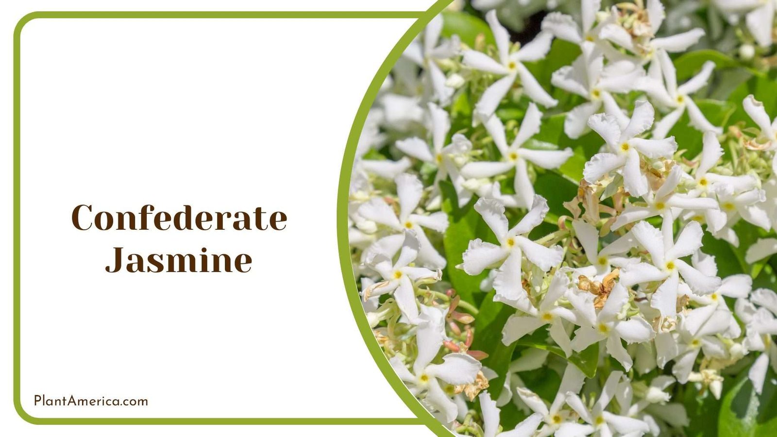 Confederate Jasmine Tiny Flowers Plant America