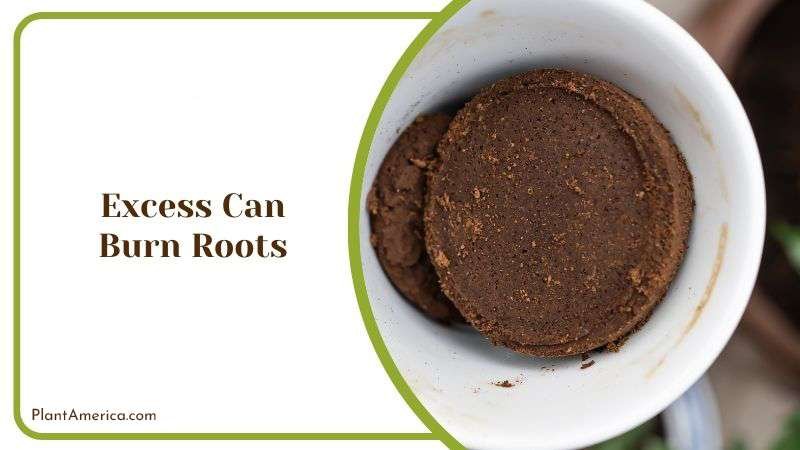 Cons of Using Excess Coffee Grounds PlantAmerica Cons of Using Excess Coffee Grounds PlantAmerica