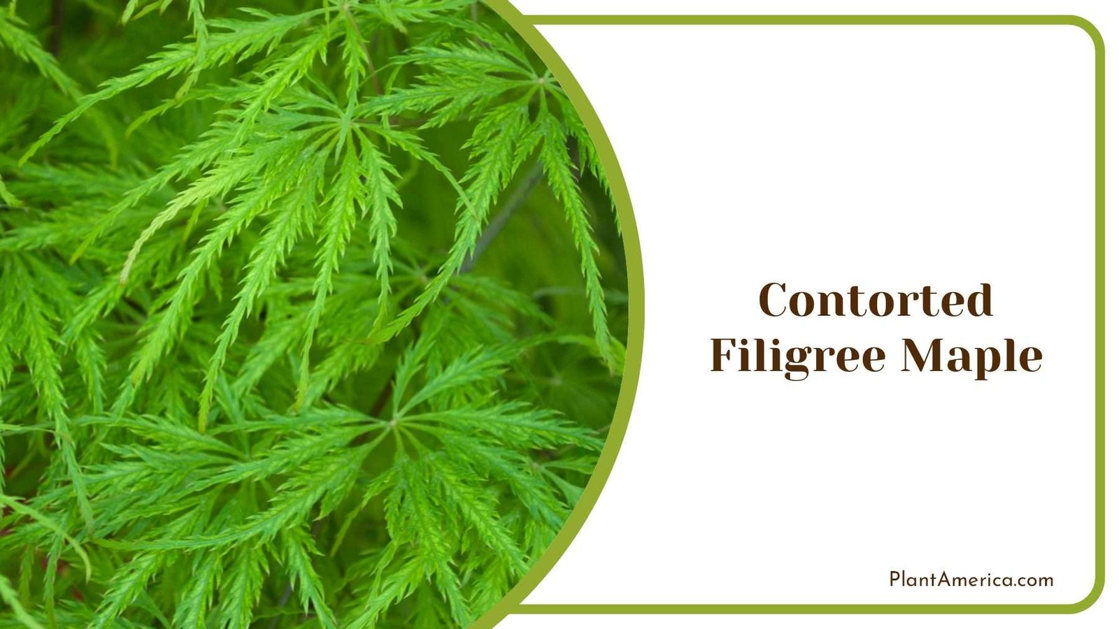 Contorted Filigree Maple PlantAmerica Contorted Filigree Maple PlantAmerica