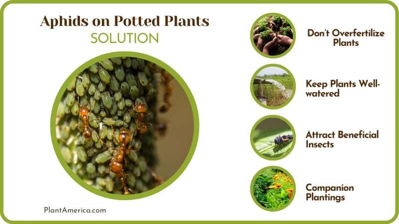 Control Aphids on Outdoor Plants Plant America Control Aphids on Outdoor Plants Plant America