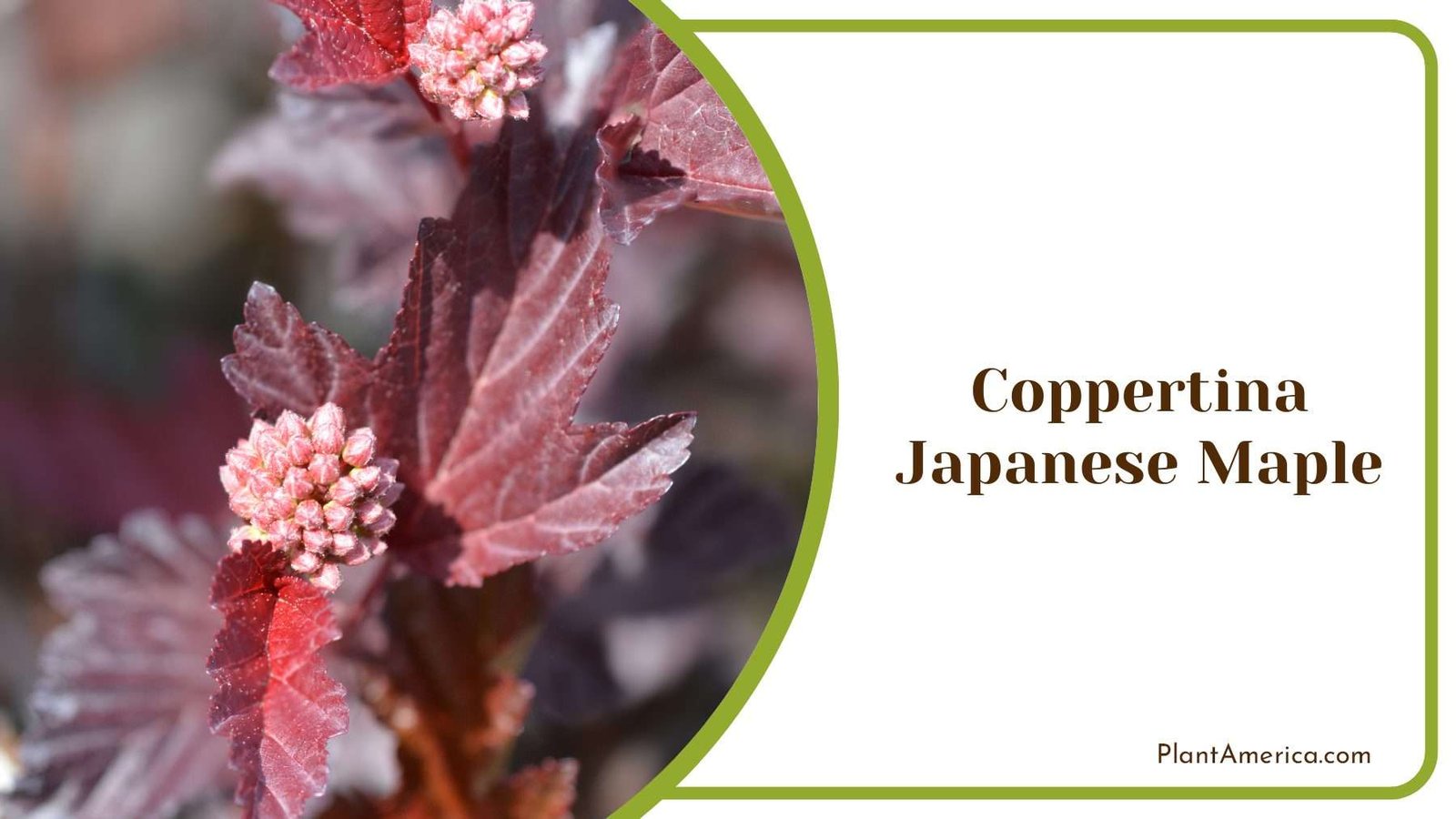 Coppertina Japanese Maple PlantAmerica Coppertina Japanese Maple PlantAmerica