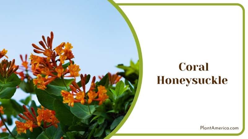 Coral Honeysuckle Plant America 1
