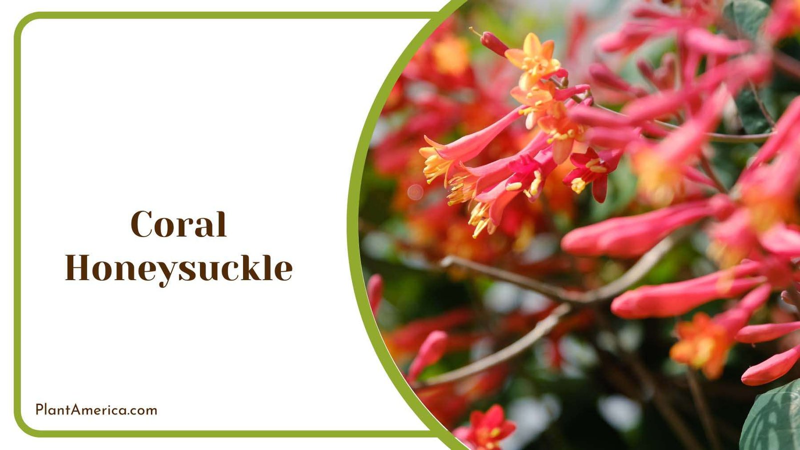 Coral Honeysuckle Plant America