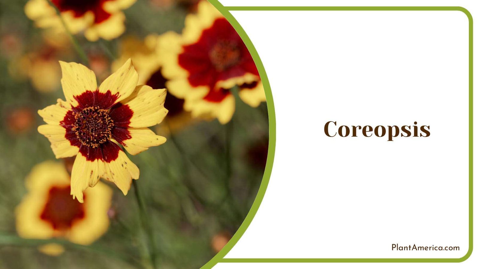 Coreopsis Slender Stems Plant America Coreopsis Slender Stems Plant America