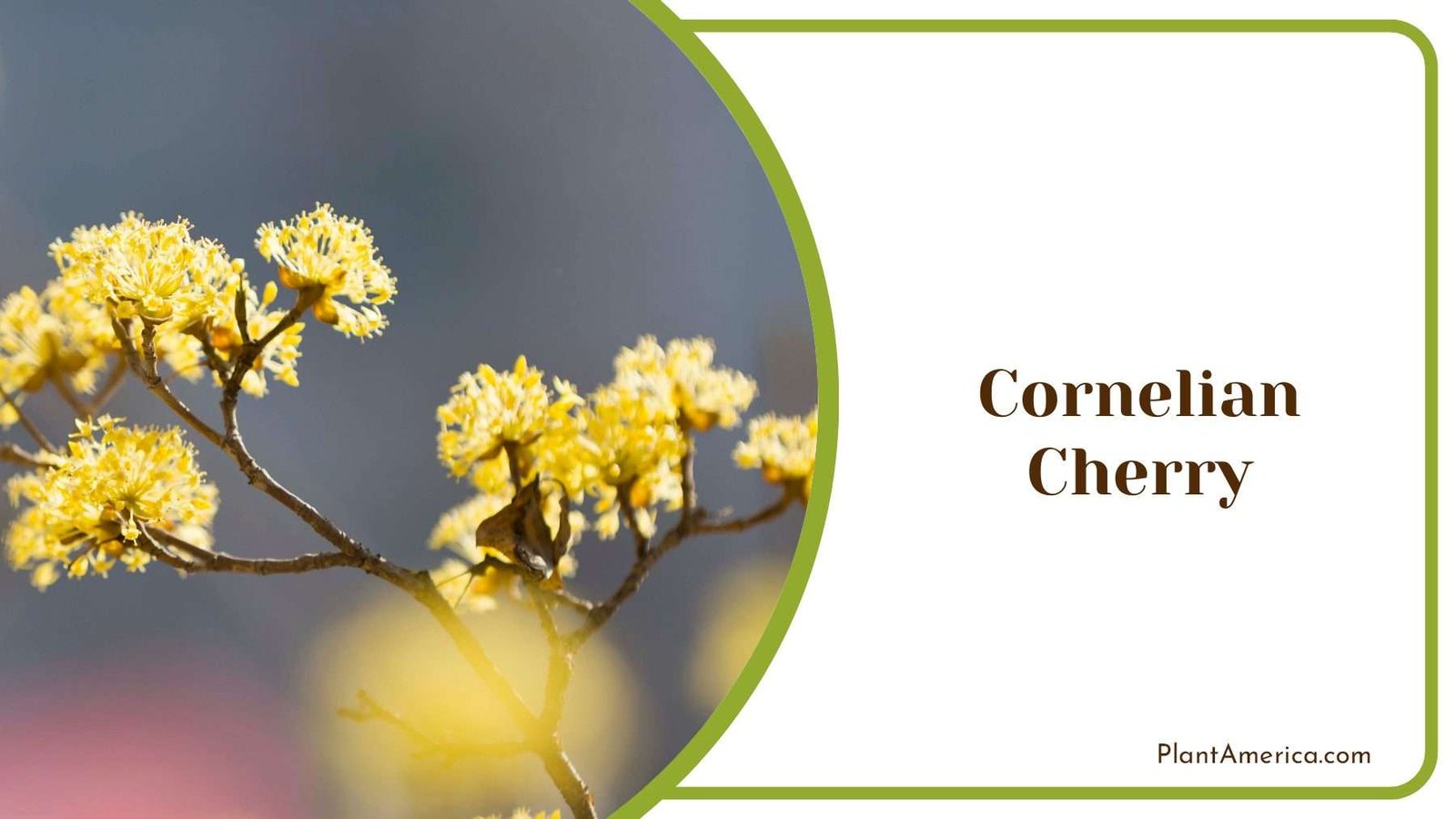 Cornelian Cherry Blooming PlantAmerica