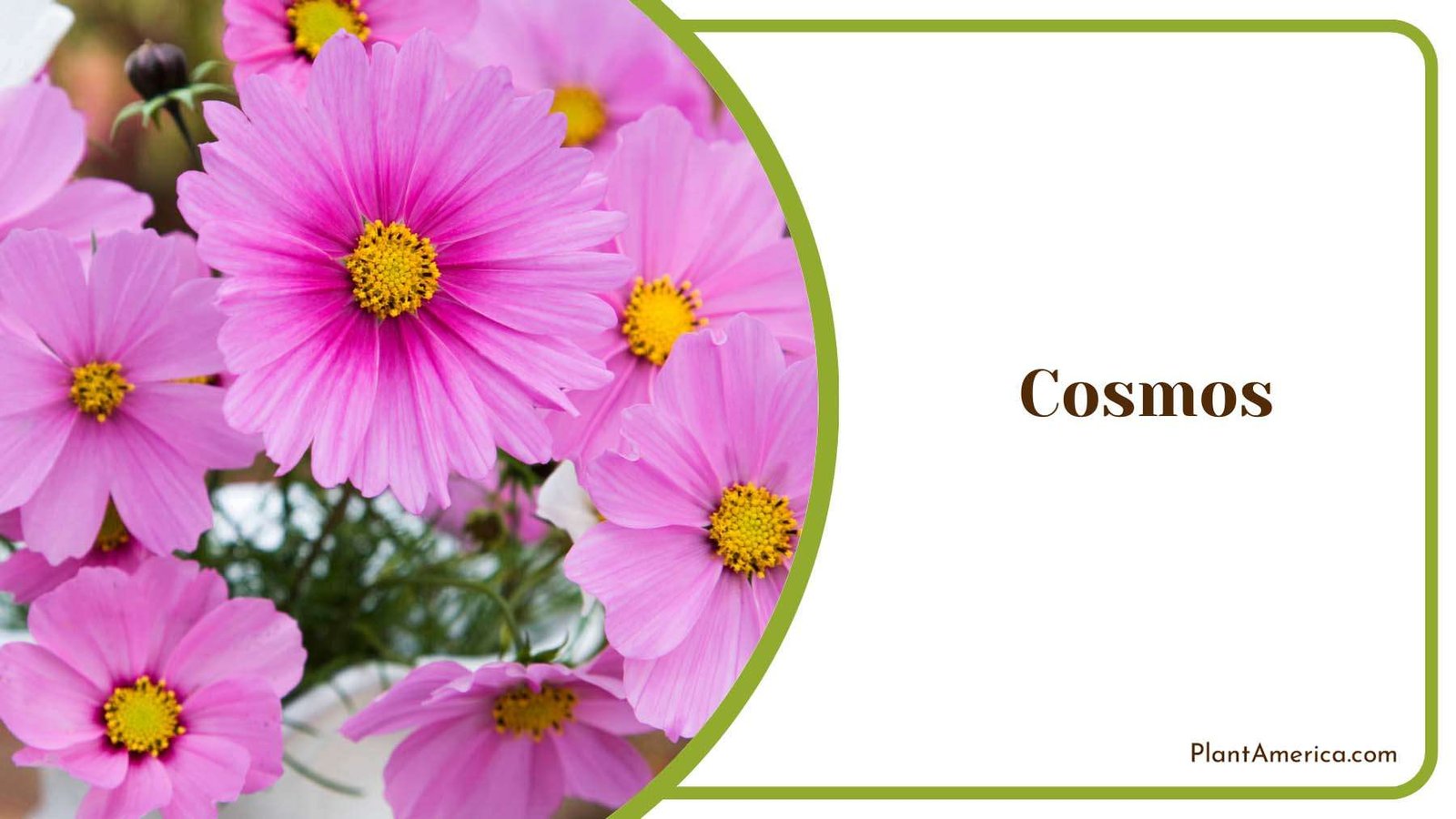 Cosmos Daisy Like Flowers Plant America Cosmos Daisy Like Flowers Plant America