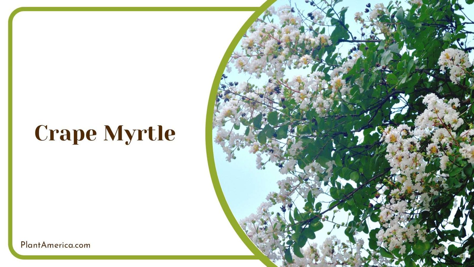 Crape Myrtle Brach With Leaves PlantAmerica