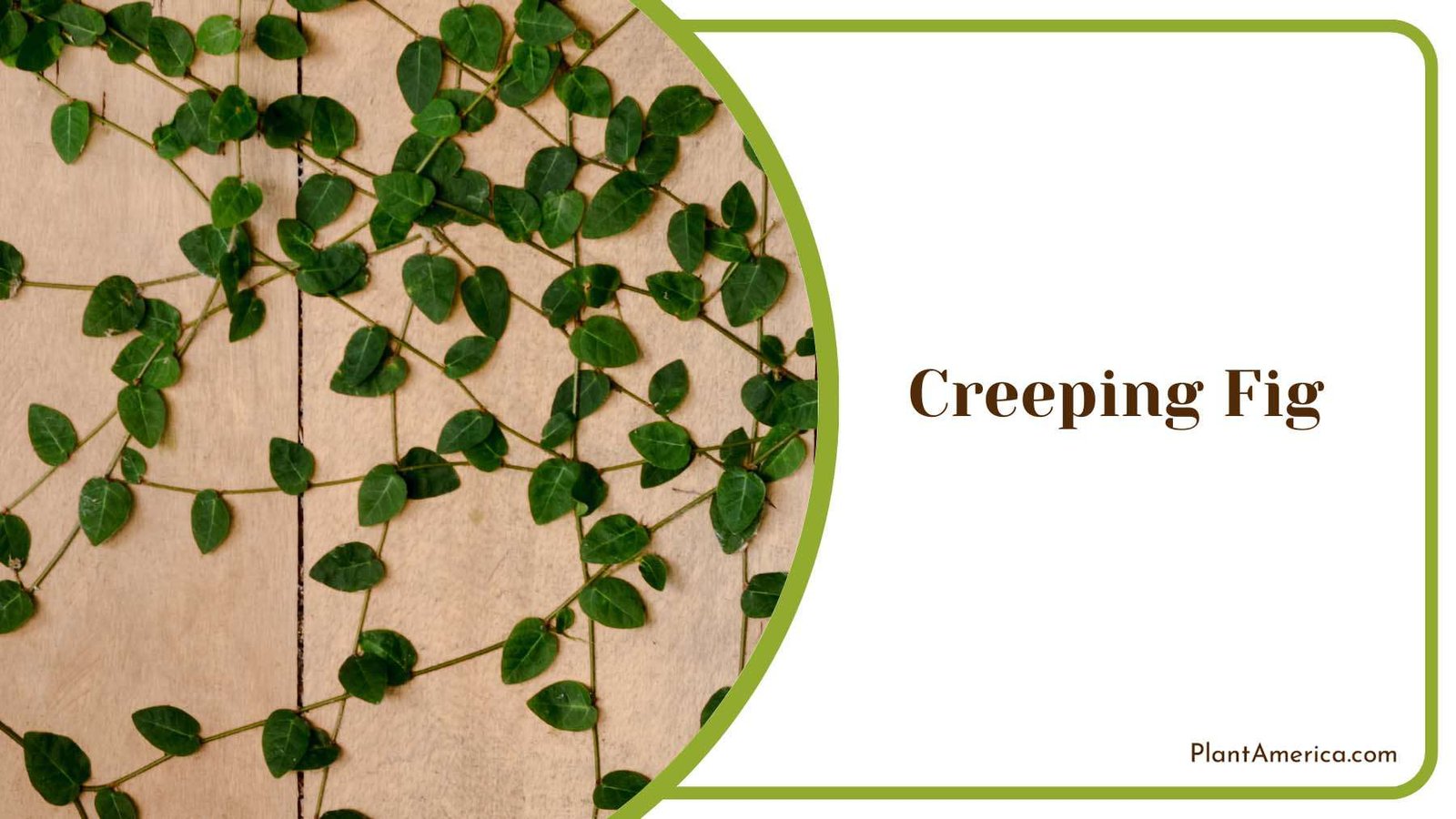 Creeping Fig Evergreen Vine Plant America