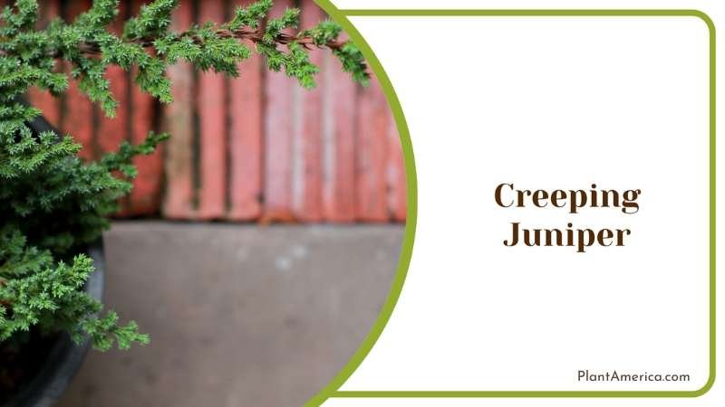 Creeping Juniper Is Versatile Plant America