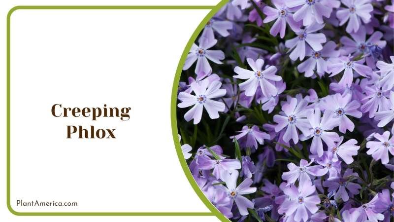 Creeping Phlox Slender Evergreen Leaves Plant America