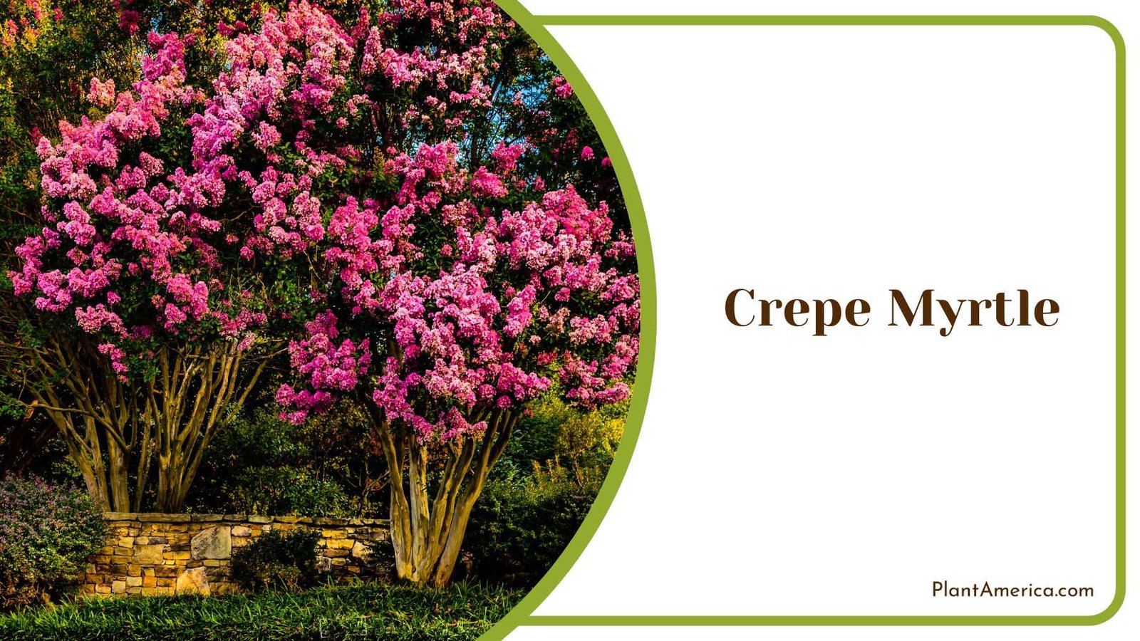 Crepe Myrtle Beautiful Home Garden Plant America Crepe Myrtle Beautiful Home Garden Plant America