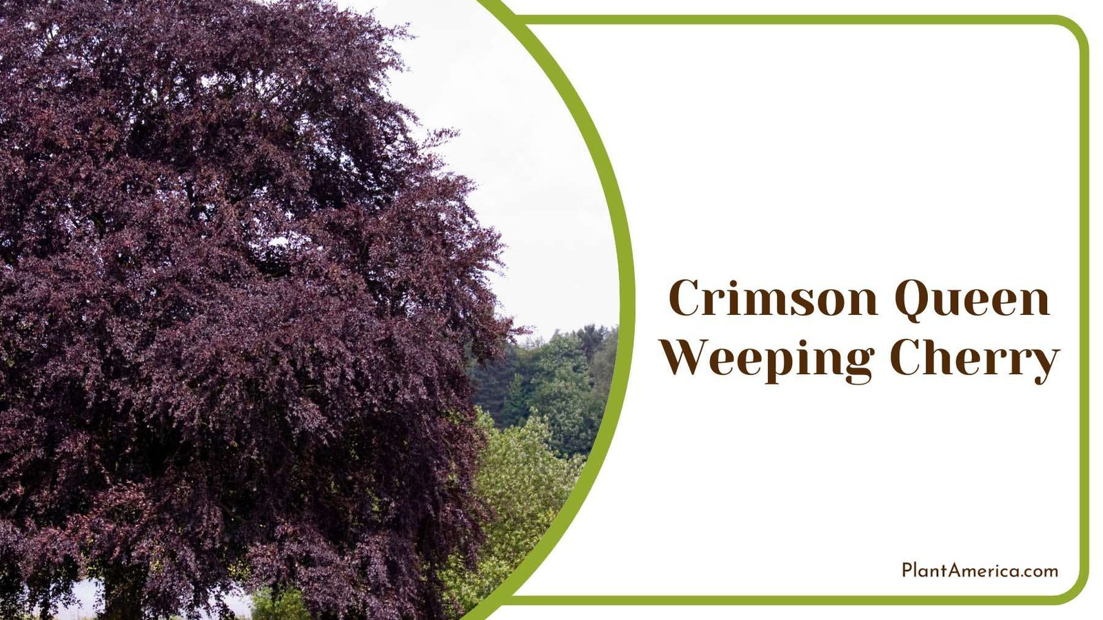 Crimson Queen Weeping Cherry Plant America