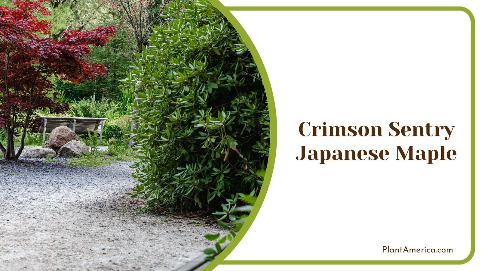 Crimson Sentry Japanese Maple PlantAmerica Crimson Sentry Japanese Maple PlantAmerica