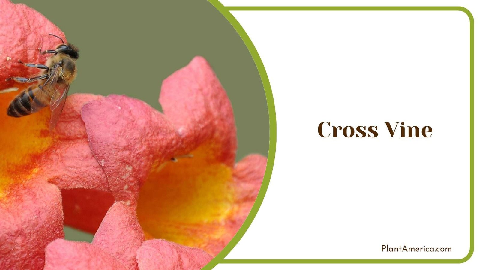 Cross Vine Small Flowers PlantAmerica