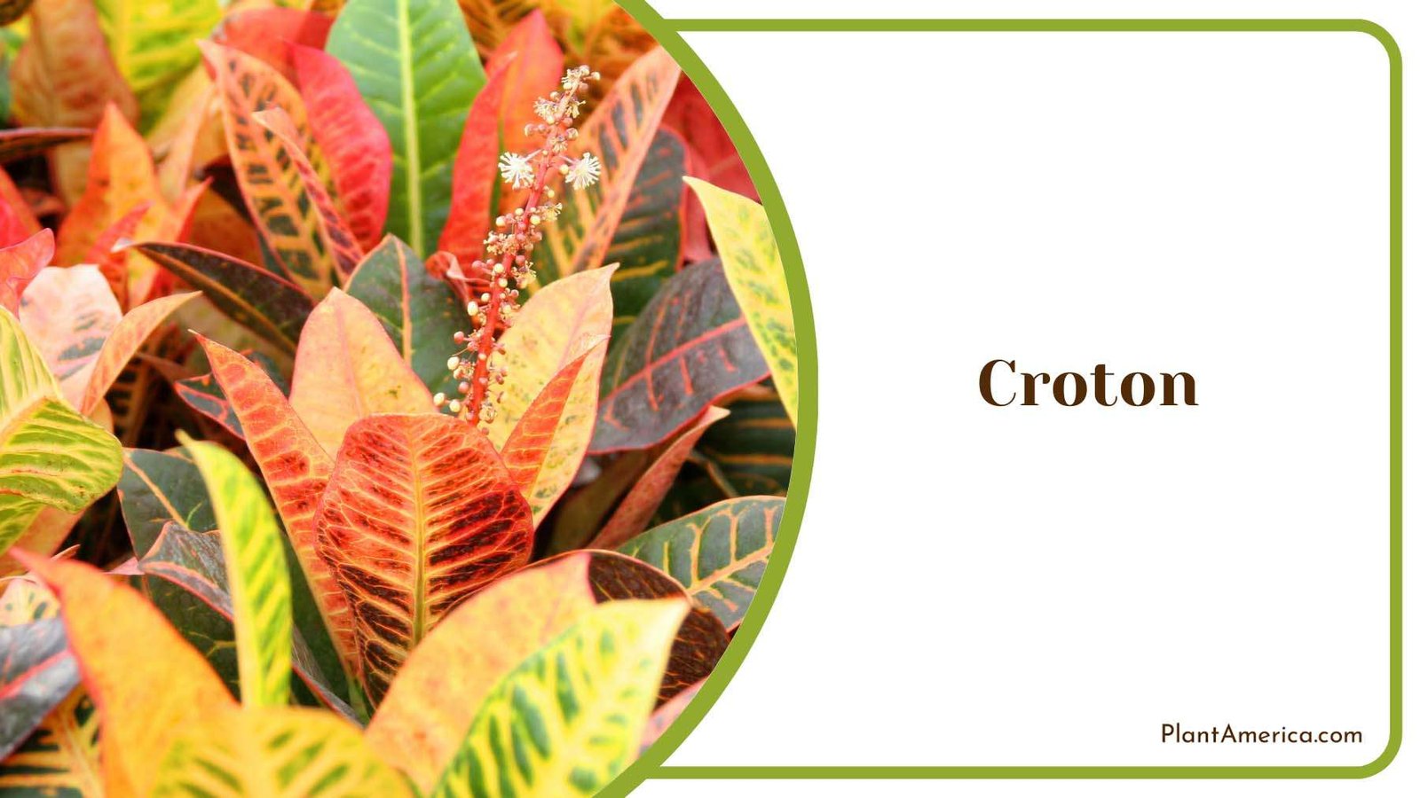 Croton Excellent Colorful Plant America