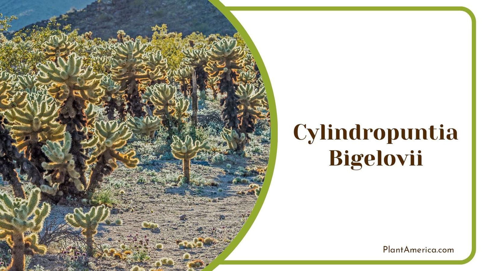Cylindropuntia Bigelovii Slender Pointed Plant America