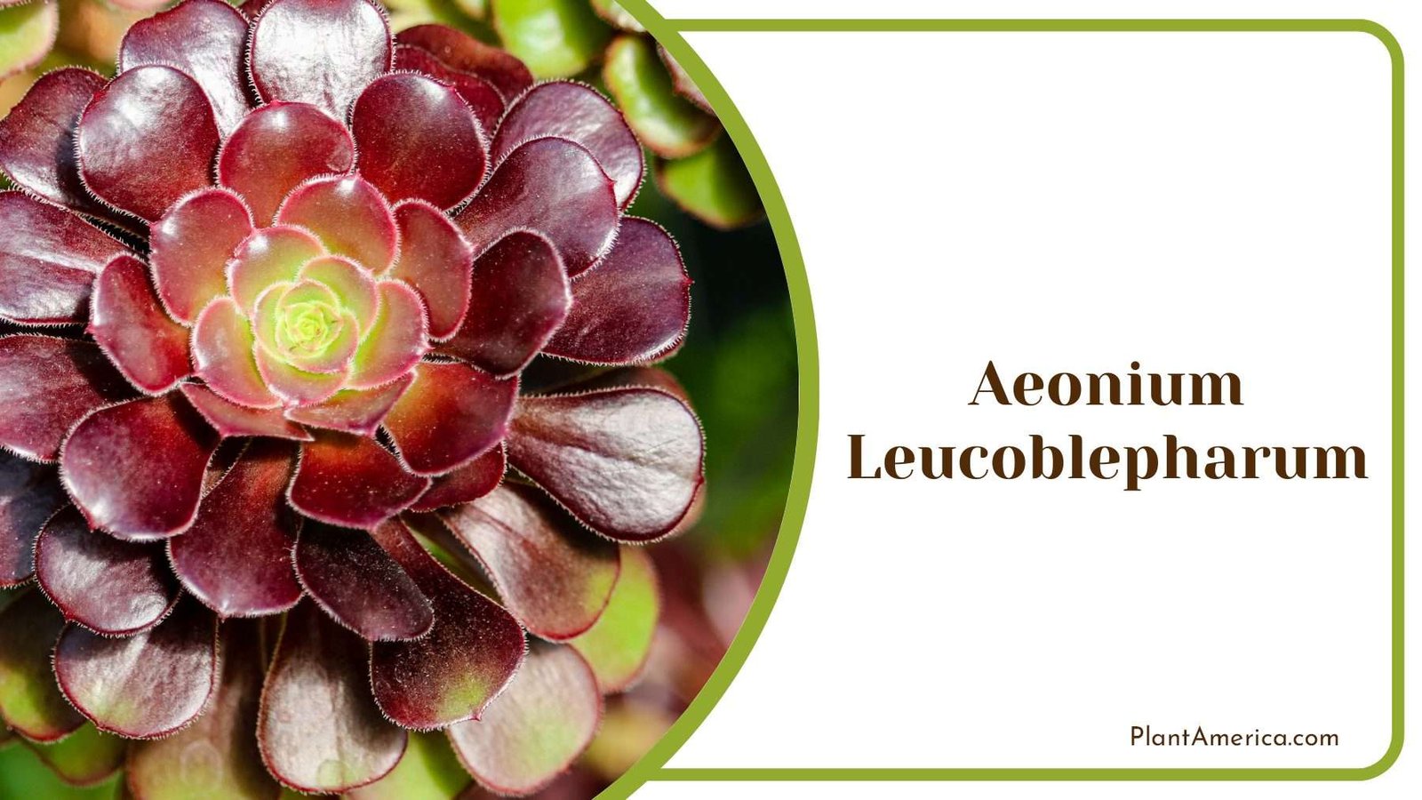 Dark Aeonium Leucoblepharum