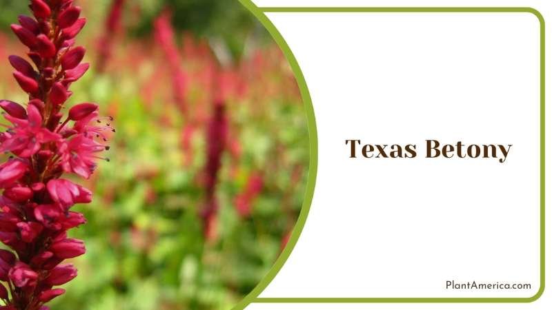 Dark Red Texas Betony Plant America
