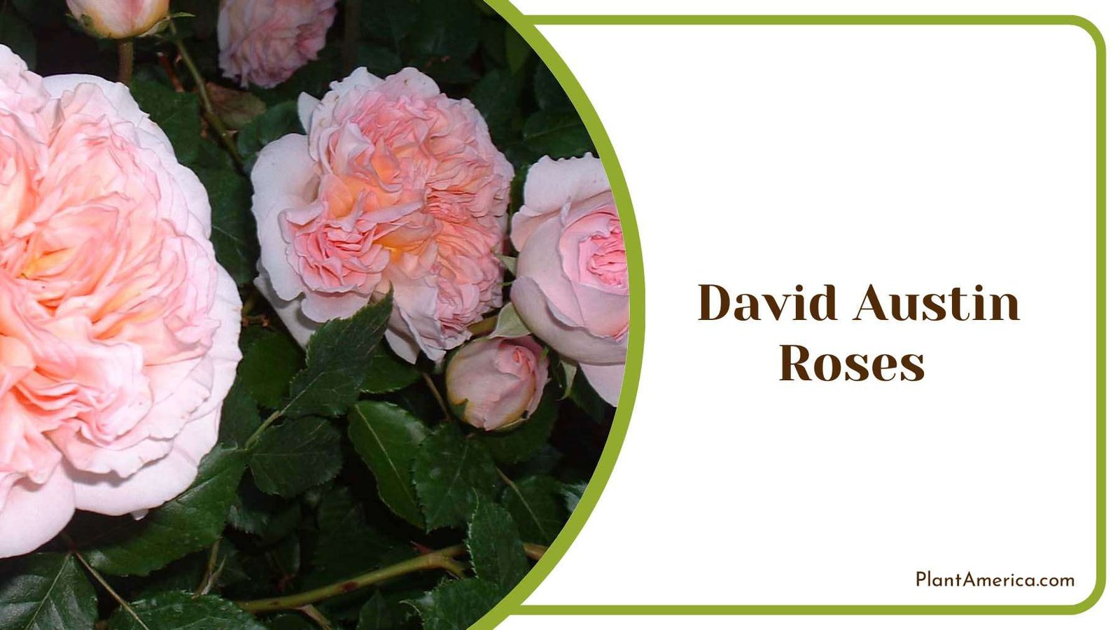 David Austin Roses Plant America