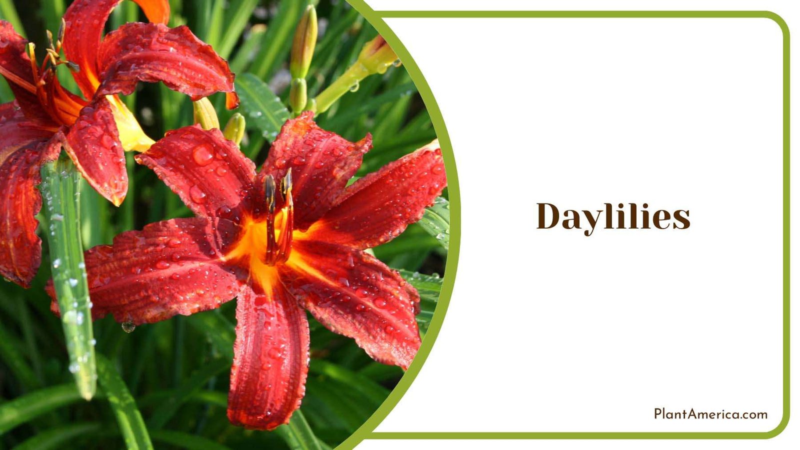 Daylilies In Backyard Plant America