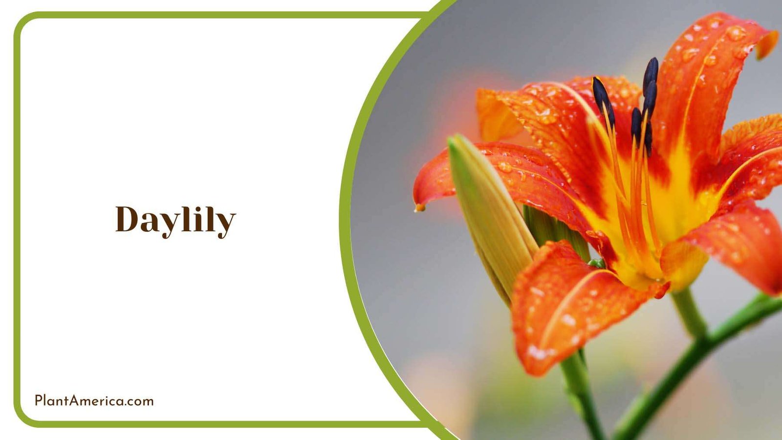 Daylily Cheery Colors Plant America Daylily Cheery Colors Plant America