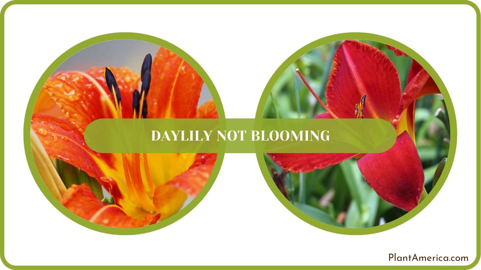 Daylily Not Blooming Details Plant America Plant America