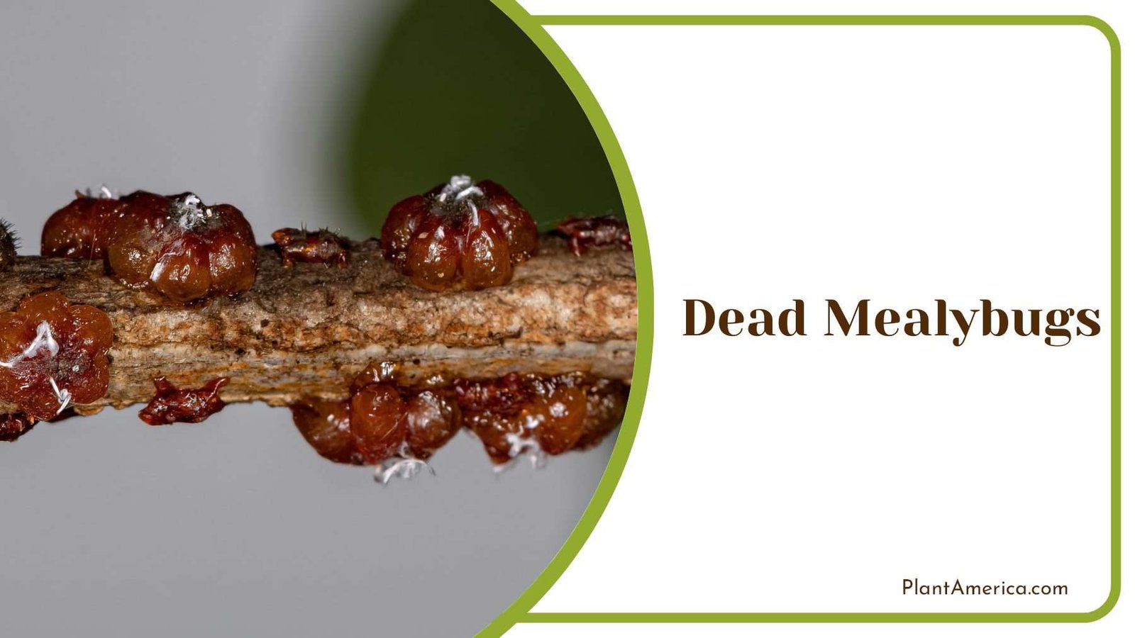 Dead Mealybugs on Plants Plant America