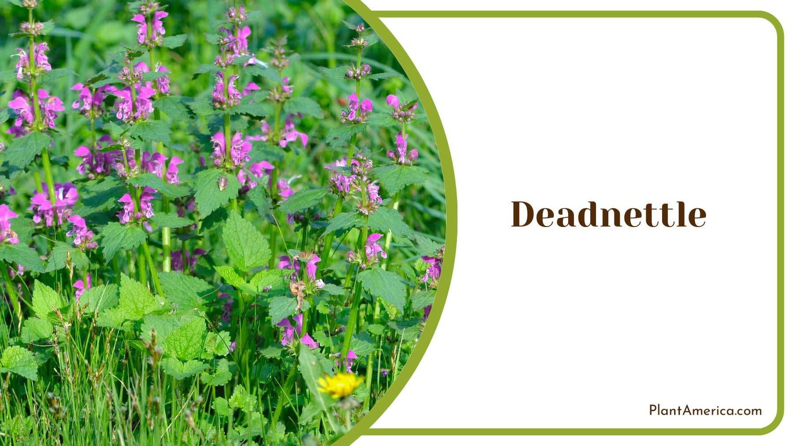 Deadnettle In Nature Plant America