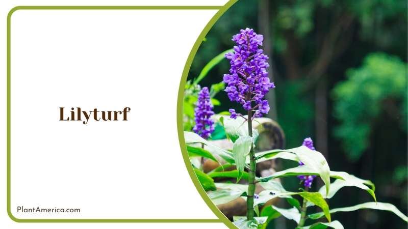 Dense Clumps Of Lilyturf Plant America