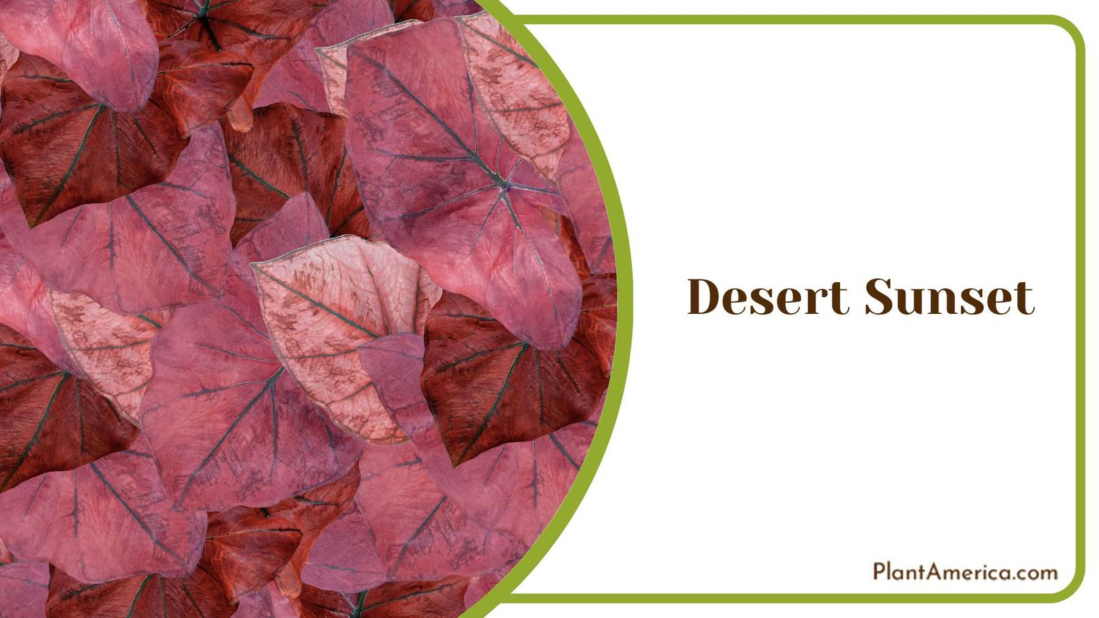 Desert Sunset Coppery Red Plant America
