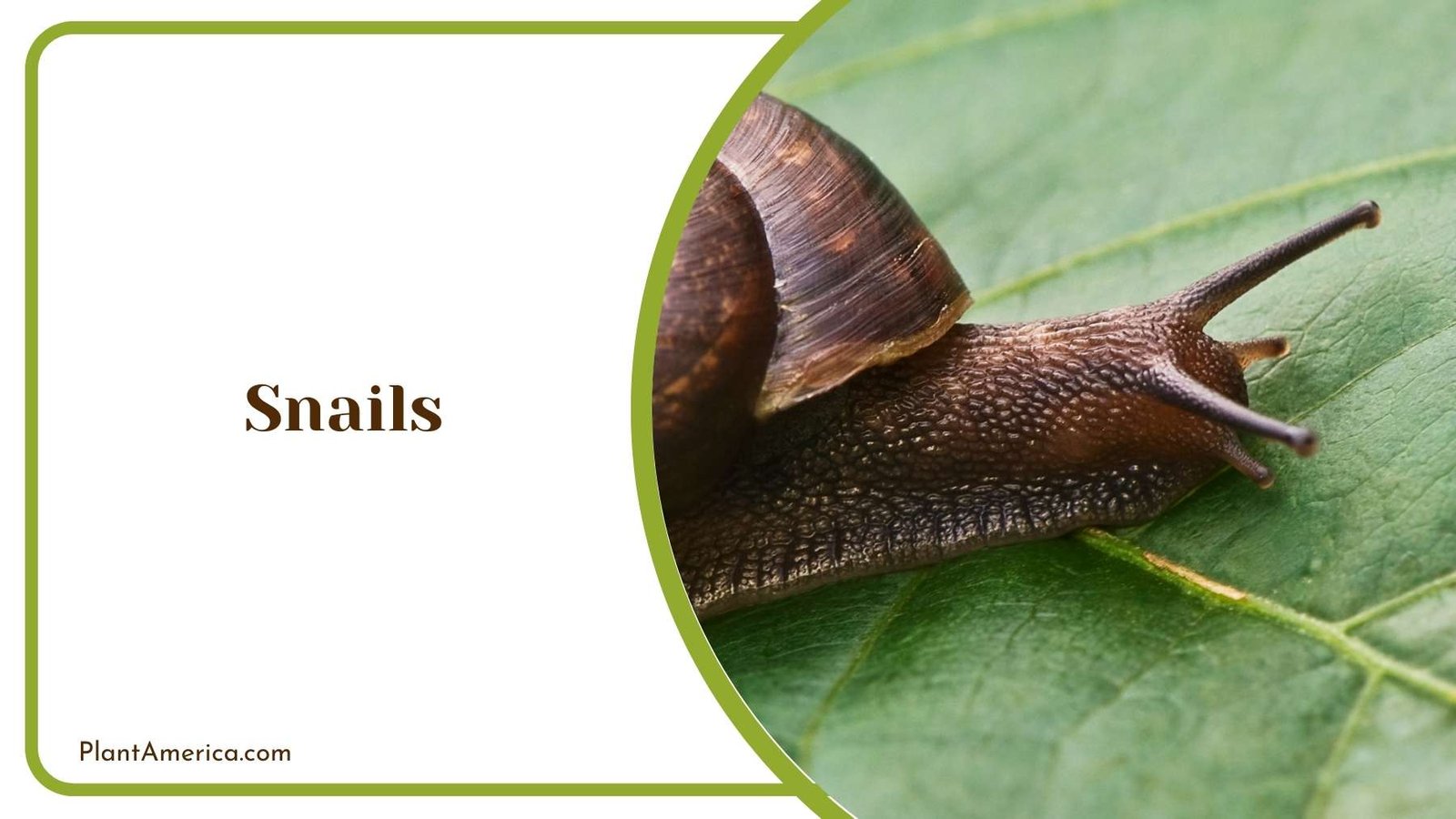 Details On Snails Plant America