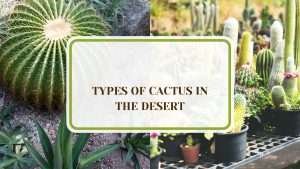 13 Types of Cactus In the Dessert that Will Thrive in Arid Land - Plant ...