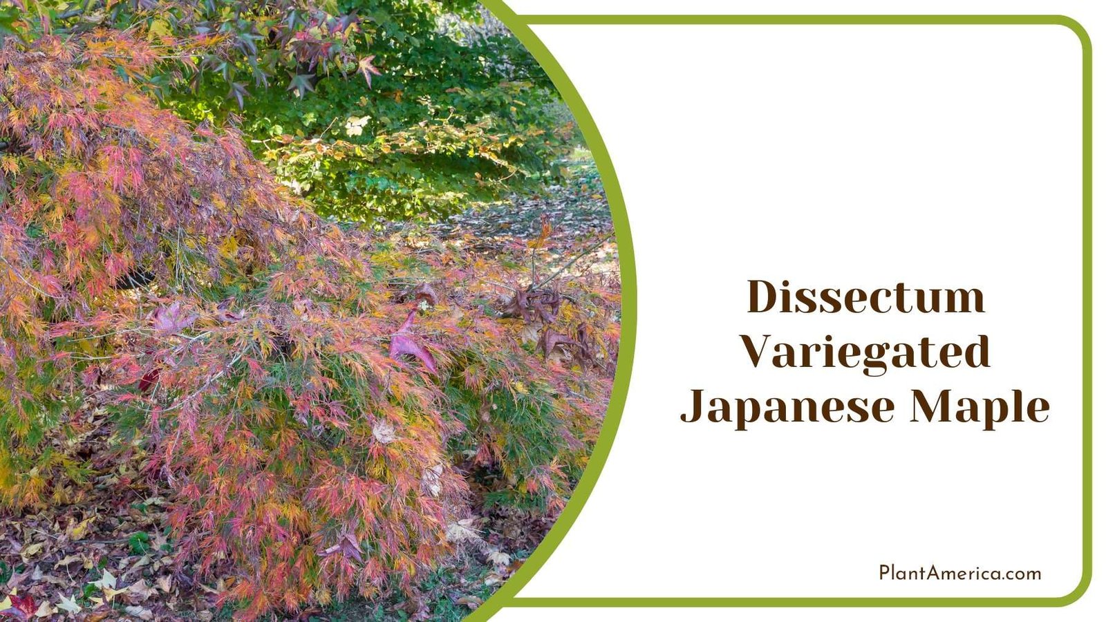 Dissectum Variegated Japanese Maple PlantAmerica Dissectum Variegated Japanese Maple PlantAmerica