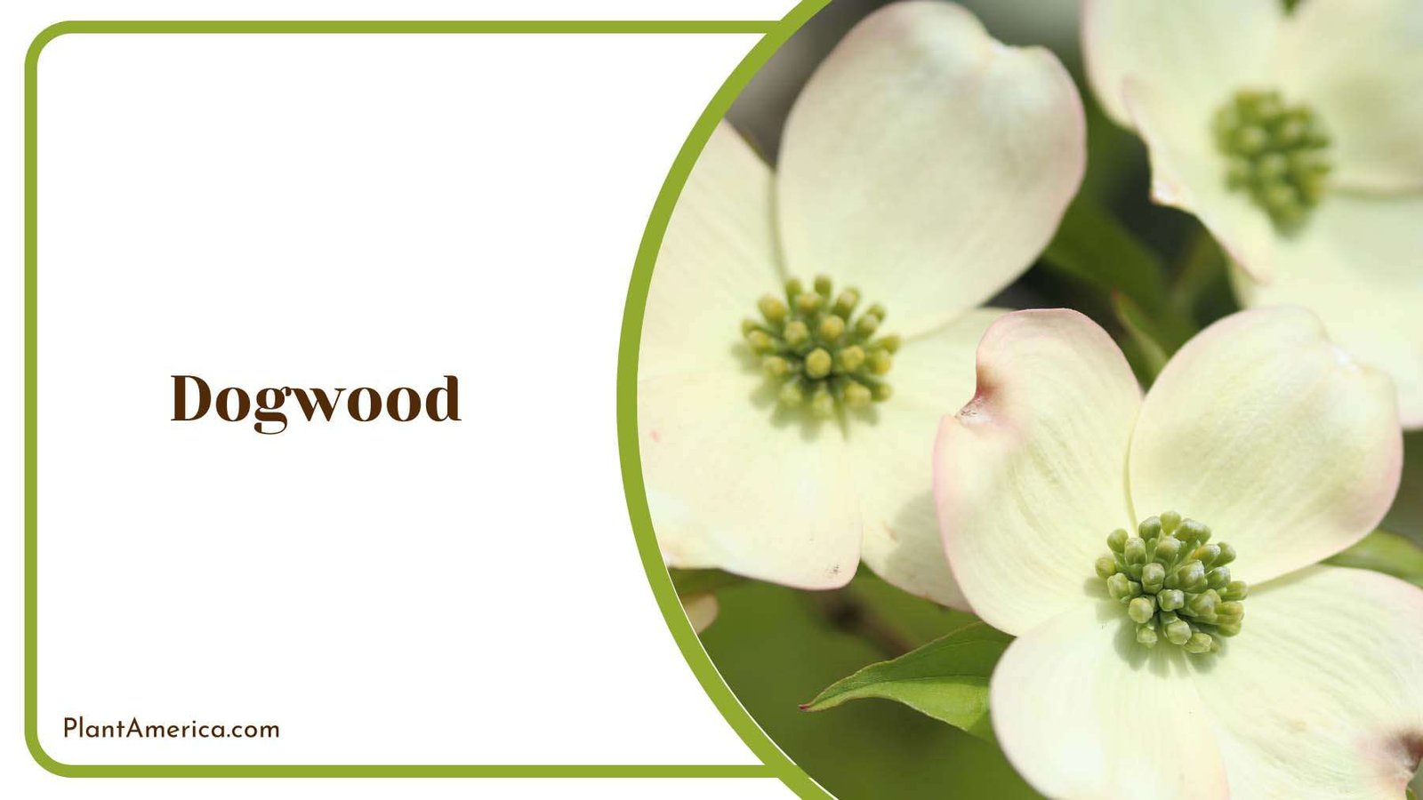 Dogwood In The Backyard Plant America Dogwood In The Backyard Plant America