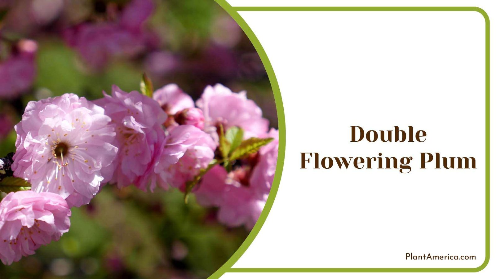 Double Flowering Plum Plant America Double Flowering Plum Plant America