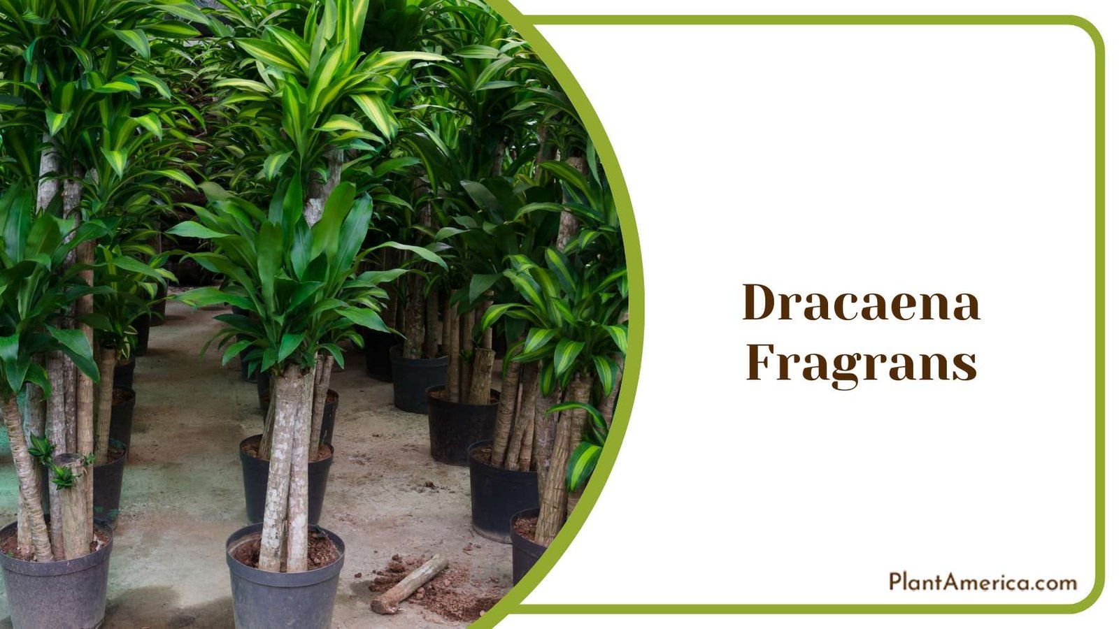 Dracaena Fragrans Plant Plant America