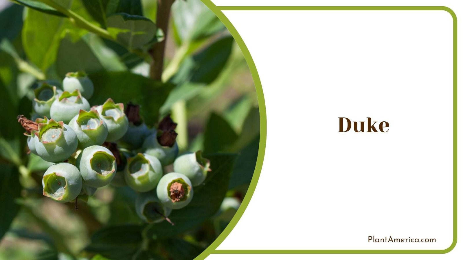 Duke Green Blueberries Plant America