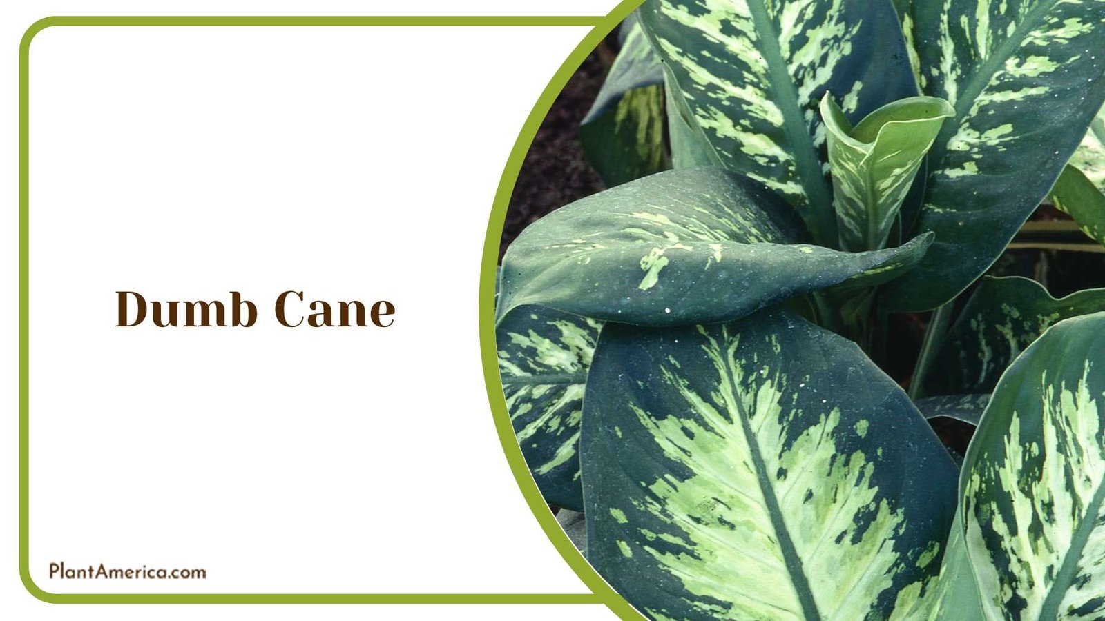 Dumb Cane Colourful Leaves Plant America