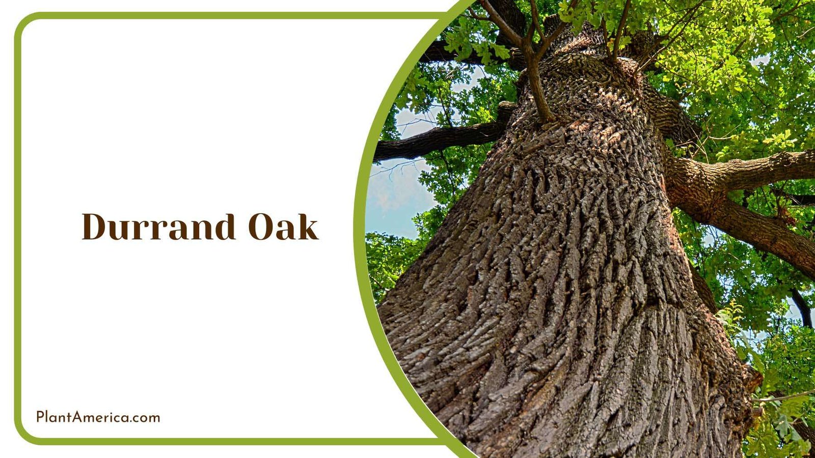 Durrand Oak Fastest Growing Plant America